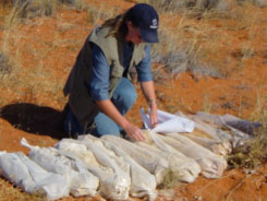 Soil samples